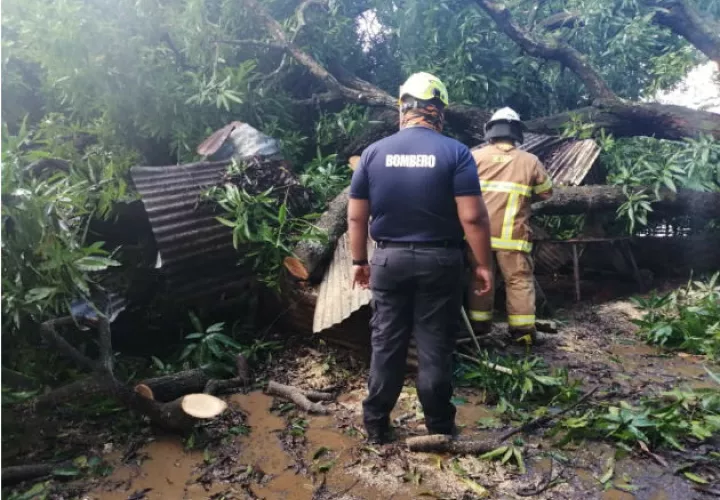 Organismos de rescate intervinieron ante la caída de árboles y postes de luz. Foto: Thays Domínguez.