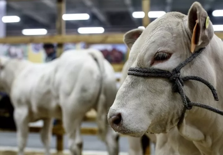 Nicaragua se ha consolidado como el líder exportador de carne bovina en Centroamérica, al vender $481 millones en 2018. EFE