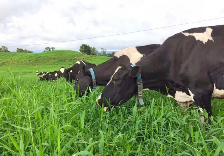 Vacas en Chiriquí usan este collar.