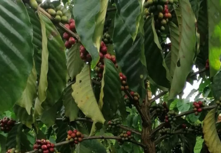 Este tipo de café bajo esta tecnología, se siembra en Chiapas México a través de la Empresa Nestlé con un plan que busca producir café robusto en tierras bajas.