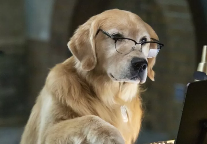 Tendrán que usar sus instintos animales para restaurar el orden. Foto: Cortesía