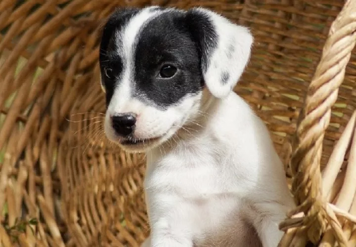 La leche materna es el primer alimento ideal para los perros cachorros. Foto: Ilustrativa /Pixabay