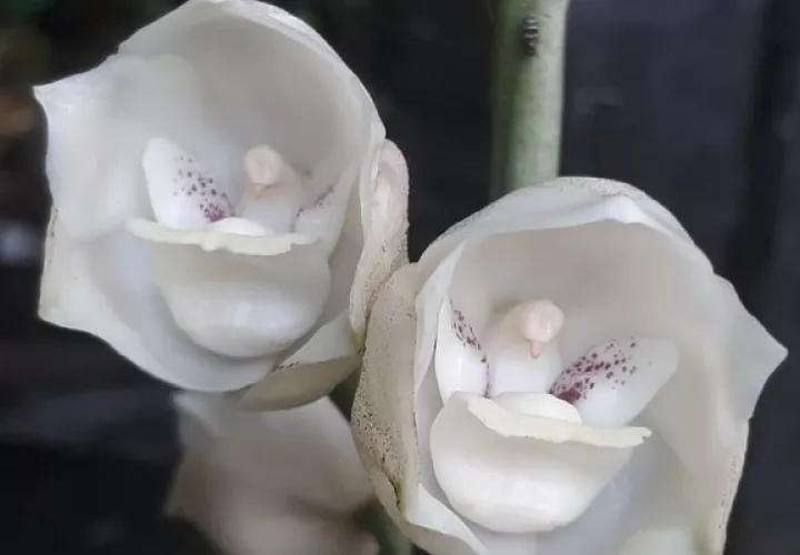 La Flor del Espíritu Santo fue designada como Flor Nacional según Ley 46 del 21 de octubre de 1980.