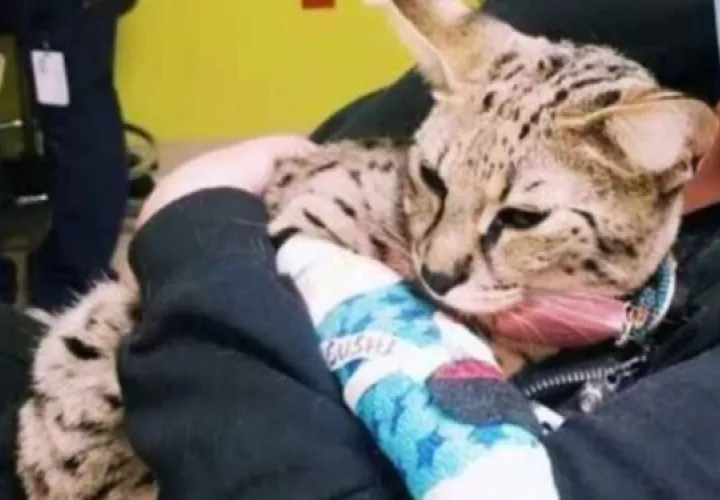 El gato es de raza Savanah.  Foto: Cortesía