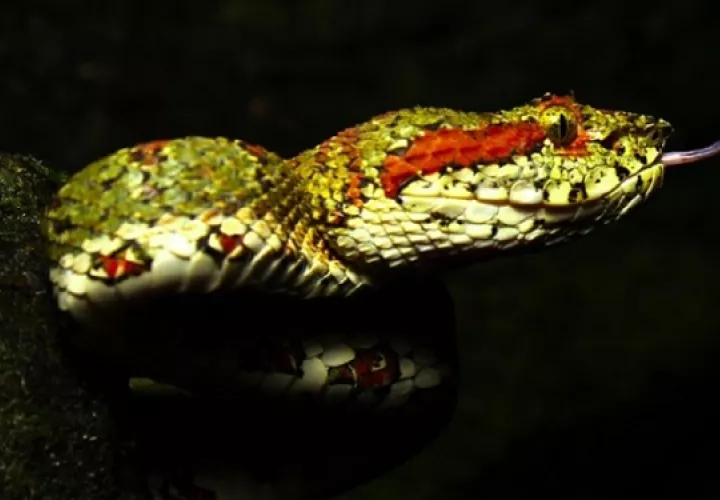 Se describen las especies venosas y comunes no venenosas. Foto: Serpientes de Panamá