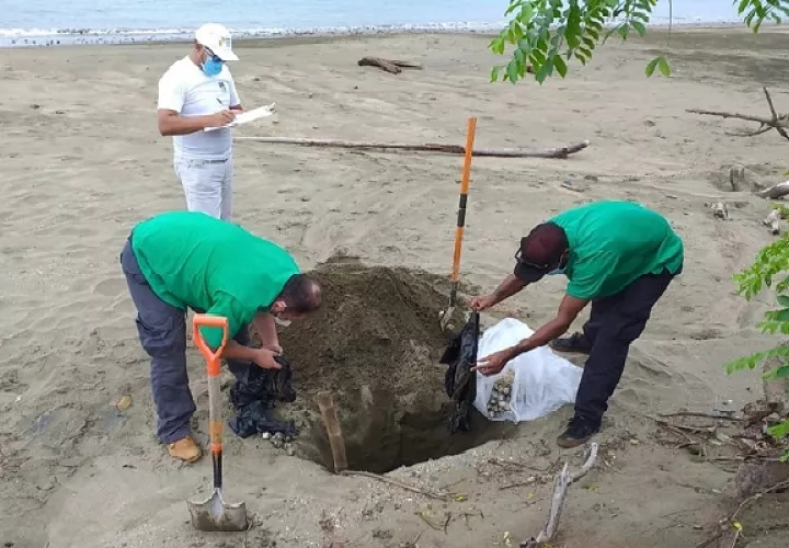 En la provincia de Los Santos, cada año se da el desove de miles de tortugas, entre los meses de julio a noviembre, ya que la especie busca estas cálidas y tranquilas aguas para dar origen a sus nuevas generaciones.