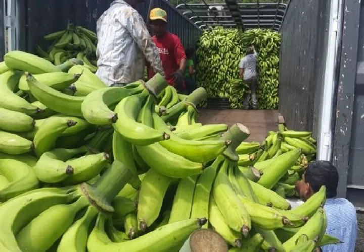 Las hectáreas de cultivo de plátano en Barú se vieron afectadas por las lluvias provocadas por el huracán Eta. 