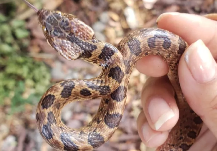 'Leptodeira Annulata', conocida comúnmente como serpiente ojo de gato o sapera. CORTESÍA / MIAMBIENTE