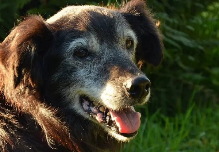 En el caso de los perros adultos mayores deben estar anuentes a que ellos no ven bien. Foto: Ilustrativa / Pixabay