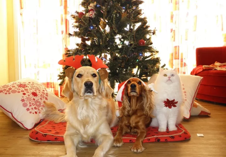 Puedes seguir ciertos consejos para garantizar el disfrute de la mascota y evitar pasar las fiestas en consulta veterinaria. Foto: Ilustrativa / Pixabay