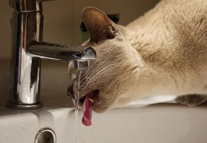 El agua representa entre el 60% y 70% del peso corporal de un gato. Foto: Ilustrativa / Pixabay
