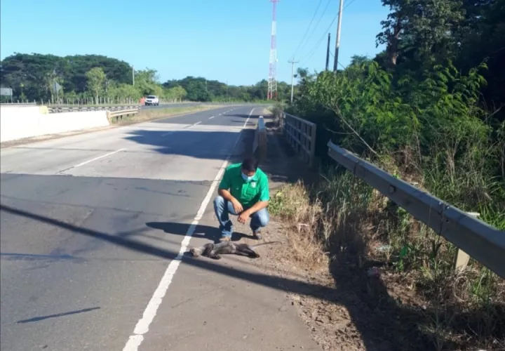 El animal fue retirado de la vía por personal de MiAmbiente. Foto: Thays Domínguez.