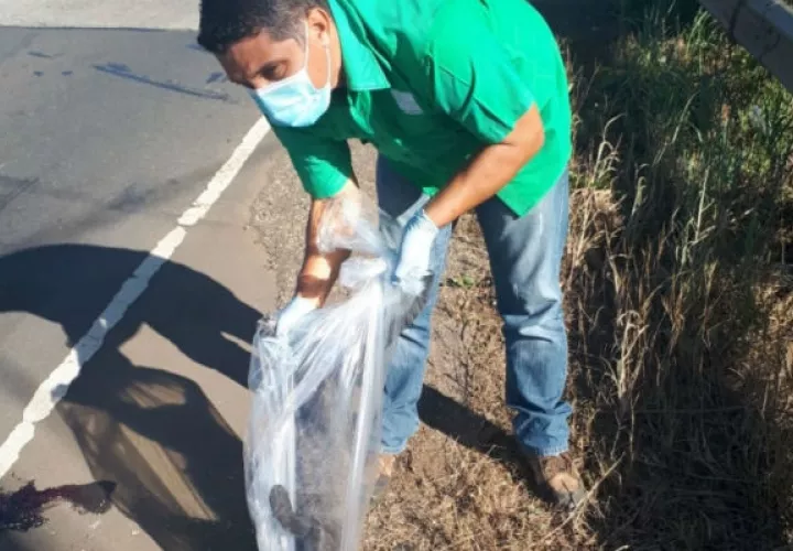 El animal fue retirado de la vía por personal de MiAmbiente. Foto: Thays Domínguez.