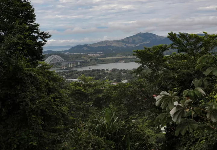 Un total de 50 mil hectáreas de bosques buscan ser restauradas. Foto de archivo