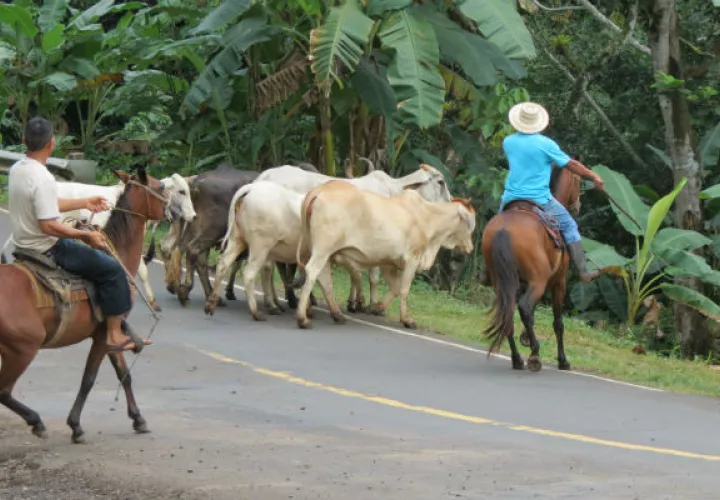 El cuatrerismo se ha incrementado durante la pandemia en Panamá Oeste. Foto: Eric A. Montenegro.