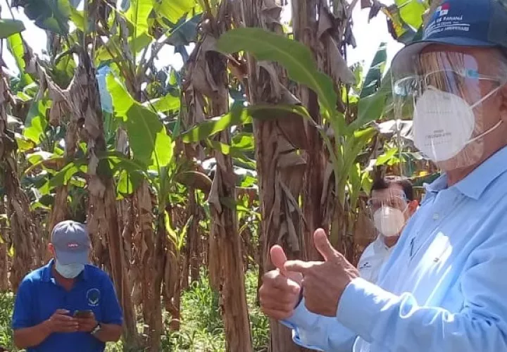 El jefe de la cartera agropecuaria manifestó que también aportarán 60 mil plantones de plátano, para que refuercen la producción del rubro.