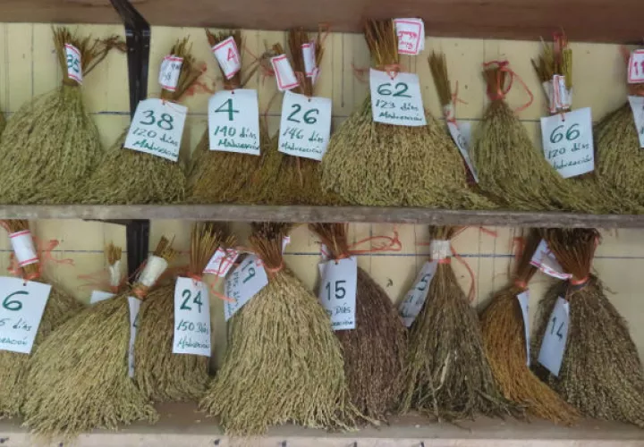 Parte de esta tarea de selección de semilla ya es realizada por los propios agricultores. Foto: Eric A. Montenegro.