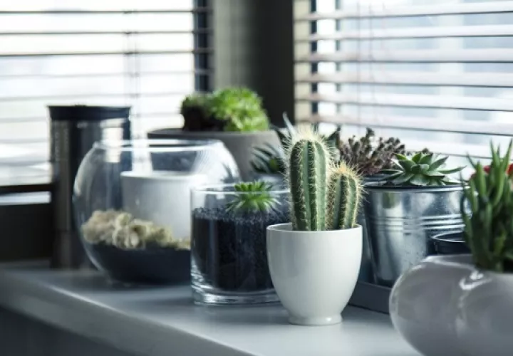 Hay que tomar en cuenta que las plantas requieren cuidados. Foto: Ilustrativa / Pixabay