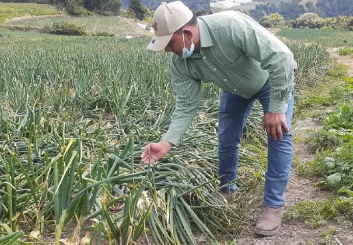José Araúz, asegura que la cebolla nacional es de alta calidad. Aurelio Martínez