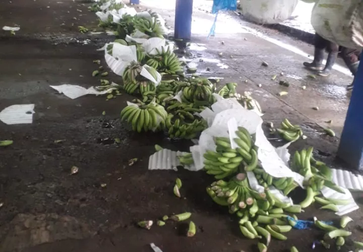 Estado en que quedaron los racimos de banano en la empacadora. Foto:Cortesía