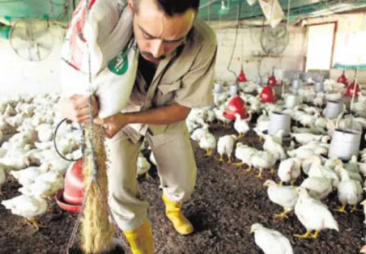 En Panamá unas tres plantas avícolas exportarían a China. 