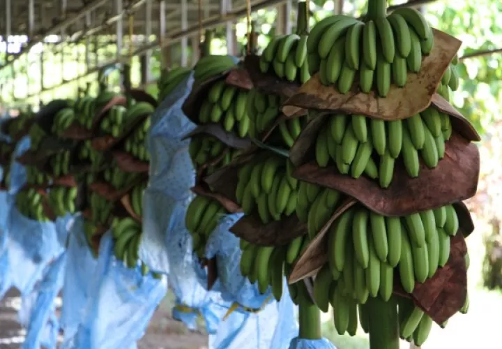 La comercialización de estos cultivos genera alrededor de 200 millones de dólares en divisas y más de 8,600 empleos directos.