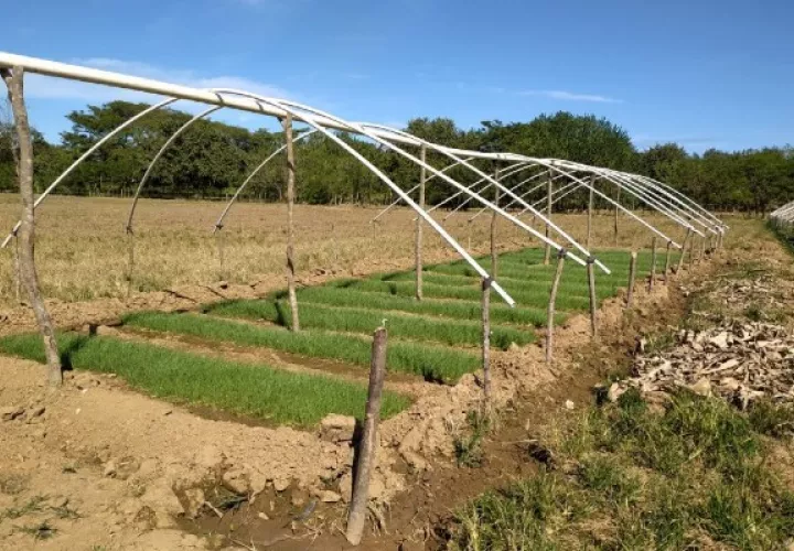La zona cultivada representaría una producción superior a los 100 quintales, informó el director Regional del Ministerio de Desarrollo Agropecuario (Mida), Juan de Dios Domínguez.