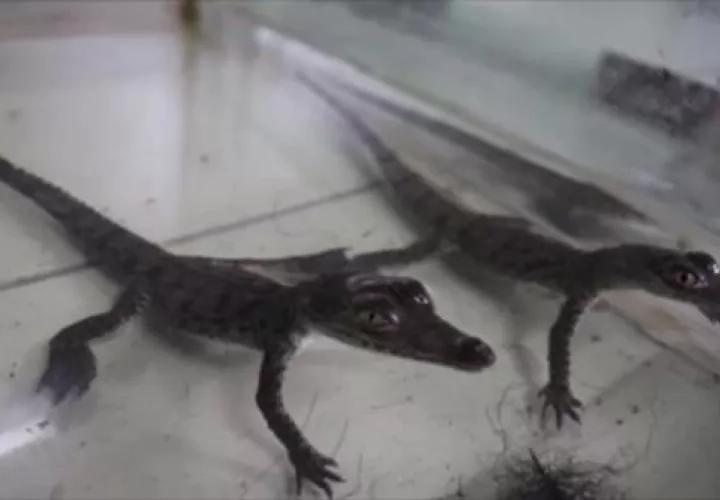 Los cocodrilos nacidos este mes son hijos del único macho de la especie en el zoológico, llamado Coco