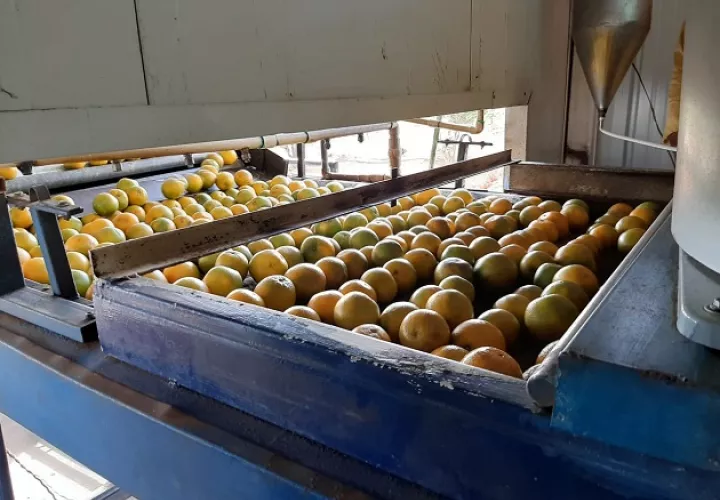 Este año 2021, ya se tiene  programado el envió de los 15 contenedores, los cuales cada uno lleva 20 pallets, con 70 cajas cada uno, a razón de 80 a 90 naranjas por caja. Foto/Cortesía