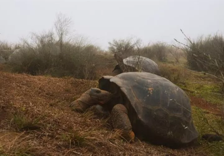 Dos tortugas Chelonoidis vandenburghi en la zona del volcán Alcedo, en las islas Galápagos