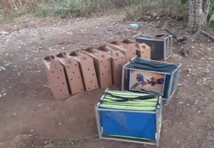 En la comunidad de El Bijao, en el corregimiento de Los Olivos, distrito de Los Santos, se detectó una gallera clandestina dentro de un terreno sembrado de maíz.