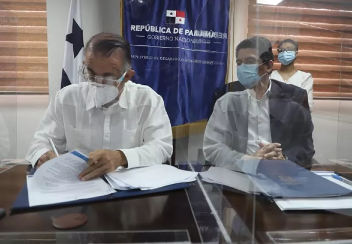 Los industriales adquirirán en la primera etapa el 30% de la producción; mientras que, en la segunda etapa sería 40%, y en la tercera 30% del grano. Foto/Cortesía