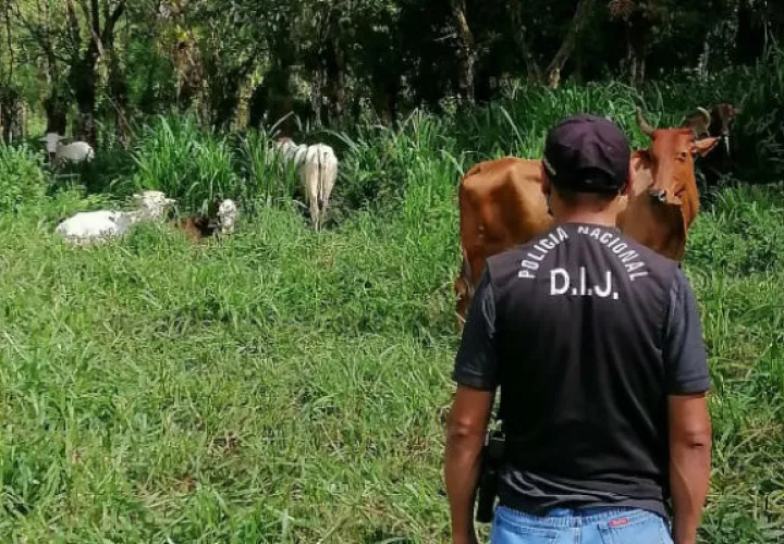 Las reses fueron ubicadas por personal de la DIJ, en una finca. Foto: José Vásquez.