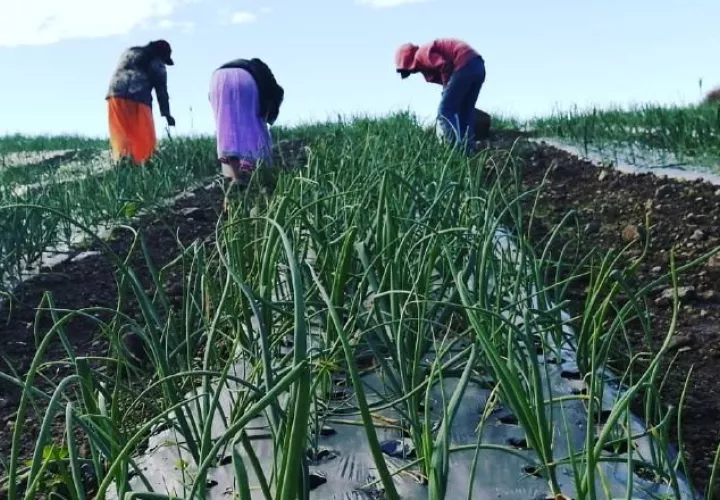 Cebolla nacional, para abastecer los mercados del país. Cortesía