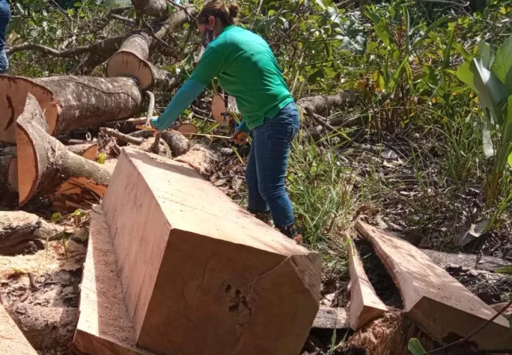 El personal de MiAmbiente procedió a levantar el acta de retención del producto forestal, así como su posterior custodia. Foto: Mayra Madrid