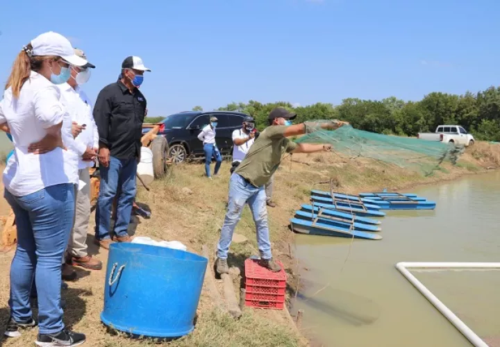 Los pequeños como medianos productores de tilapia y camarones que menos recursos tienen. Cortesía