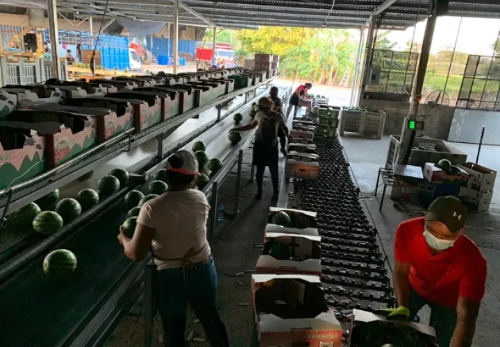 Exportación de sandía. 