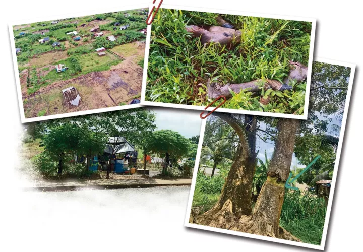 bocas_del_toro_-_cuatrerismo_-_tala_0.jpg