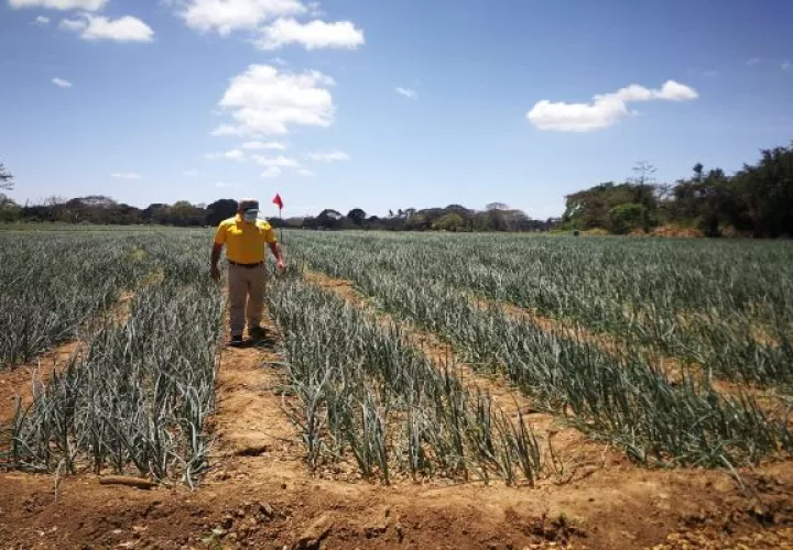 Cerca de 1 millón de dólares son pagados cada año en jornadas de trabajo durante la zafra de cebolla.