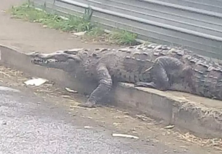 En los cauces de agua cercanos, se pueden observar a los reptiles tomando sol en los predios del centro comercial Cuatro Altos.