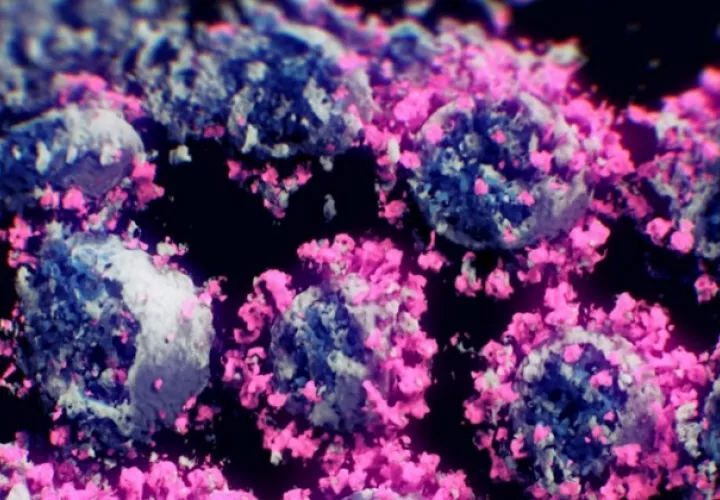 Los científicos detectaron una nueva variante del coronavirus SARS-CoV-2. Foto: EFE