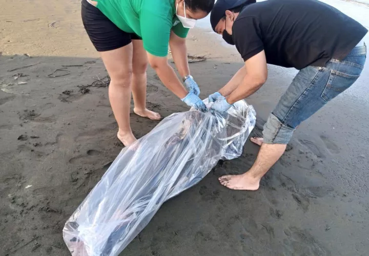 Los especialistas tomaron muestras del cuerpo del cetáceo y se procedió a su conservación total. Foto: Thays Domínguez