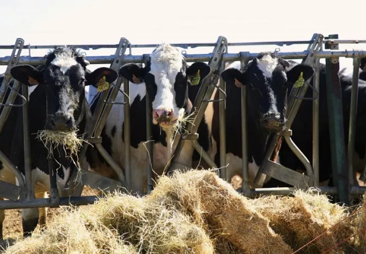 Enfrentaron al covid-19 y los efectos del cambio climático. EFE