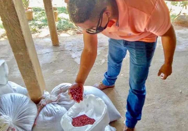 El poroto cultivado en el distrito de Los Pozos tiene un alto potencial de rendimiento que alcanza más de 6 mil libras por hectárea, según fuentes del Mida.