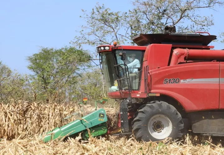 De las 15 mil hectáreas, 14 mil corresponden a siembra de mecanizada y el resto a chuzo con tecnología. Foto/Cortesía