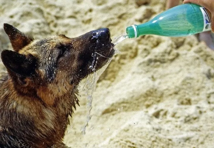 Siempre deben tener agua fresca y limpia. Foto: Ilustrativa / Pixabay
