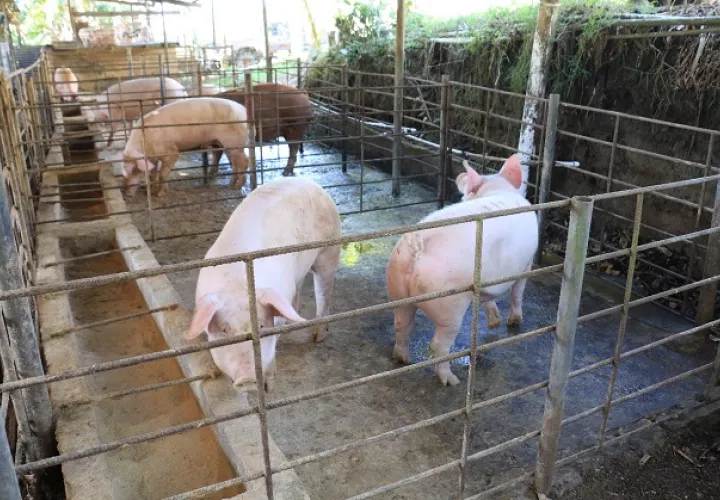 En la región de Azuero se desarrolla el 68% de la actividad porcina de Panamá. Foto/Cortesía