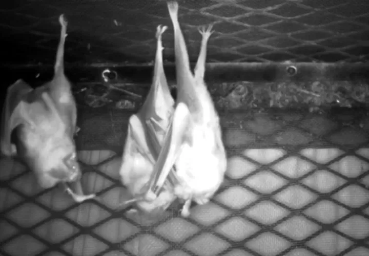 El murciélago Lilith pide o recibe alimento regurgitado del murciélago denominado como BD.
