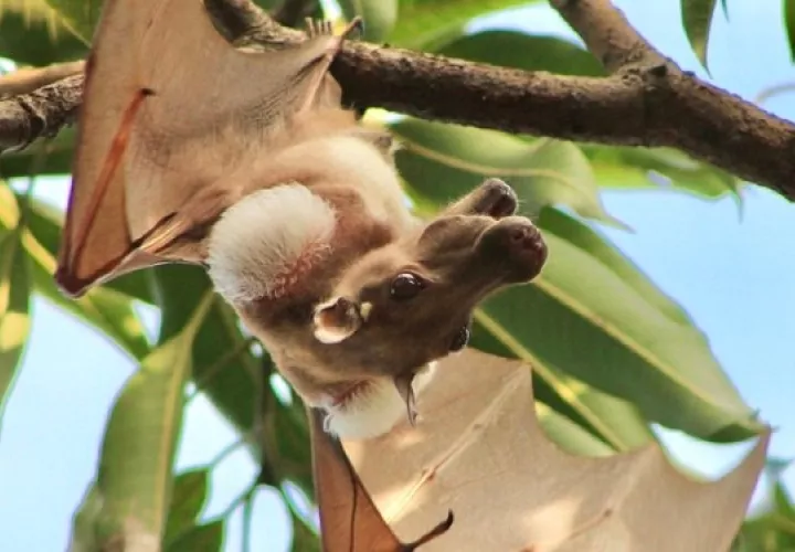 Un murciélago frugívoro macho con parches en los hombros. Foto: Kofi Amposah-Mensah