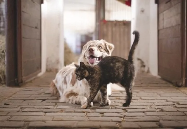 Es primordial que desparasite a sus perros o gatos, por lo menos, dos veces al año. Foto: Ilustrativa / Pixabay